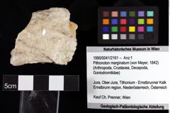 Foto (Objket + Etiketten) von Pithonoton marginatum (von Meyer, 1842) 